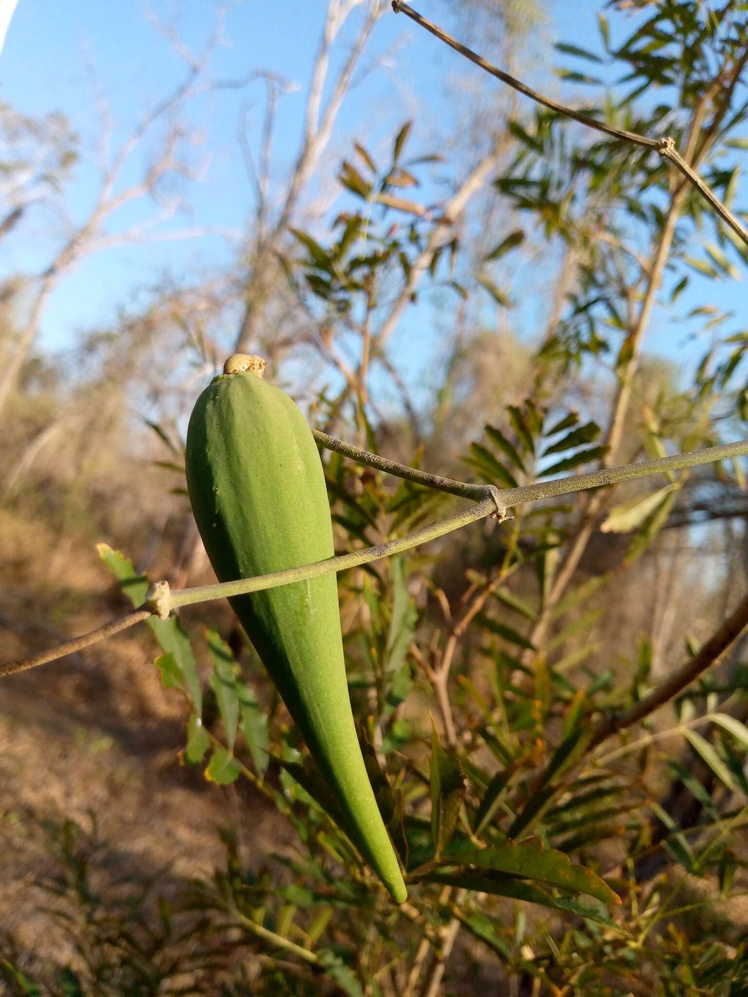 Image of Leptadenia madagascariensis Decne.