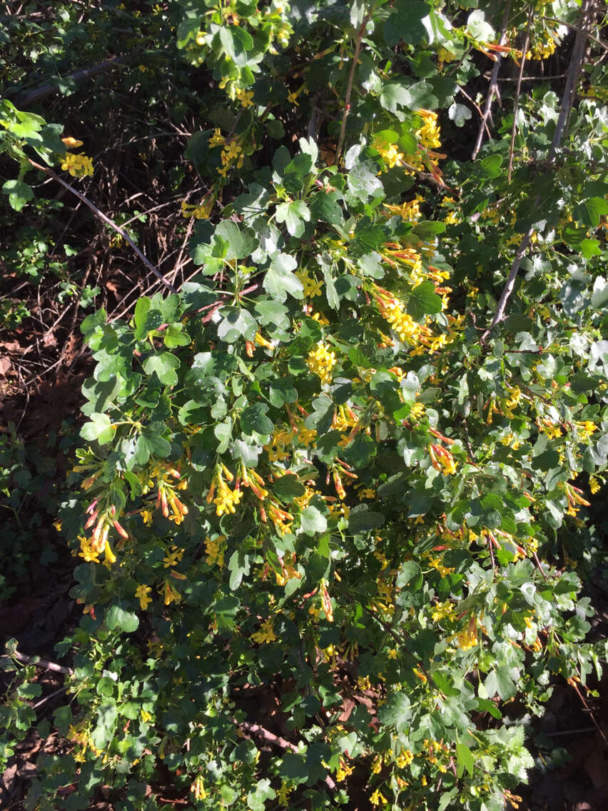 Image of golden currant