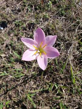 Imagem de Zephyranthes lindleyana Herb.