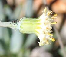 Image of Curio talinoides var. aizoides (DC.) P. V. Heath