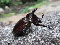 Image of Chalcosoma atlas keyboh Nagai 2004