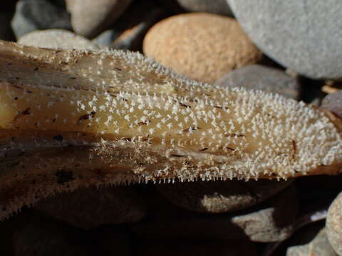 Image of New Zealand rough skate