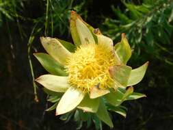 Imagem de Leucadendron burchellii I. J. M. Williams