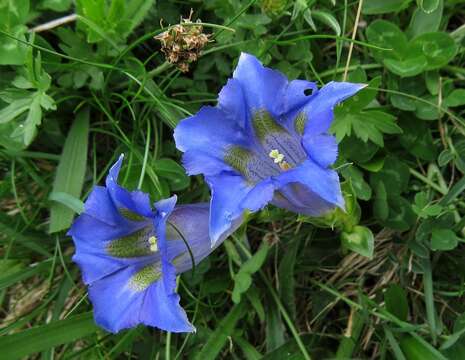 Imagem de Gentiana dinarica G. Beck