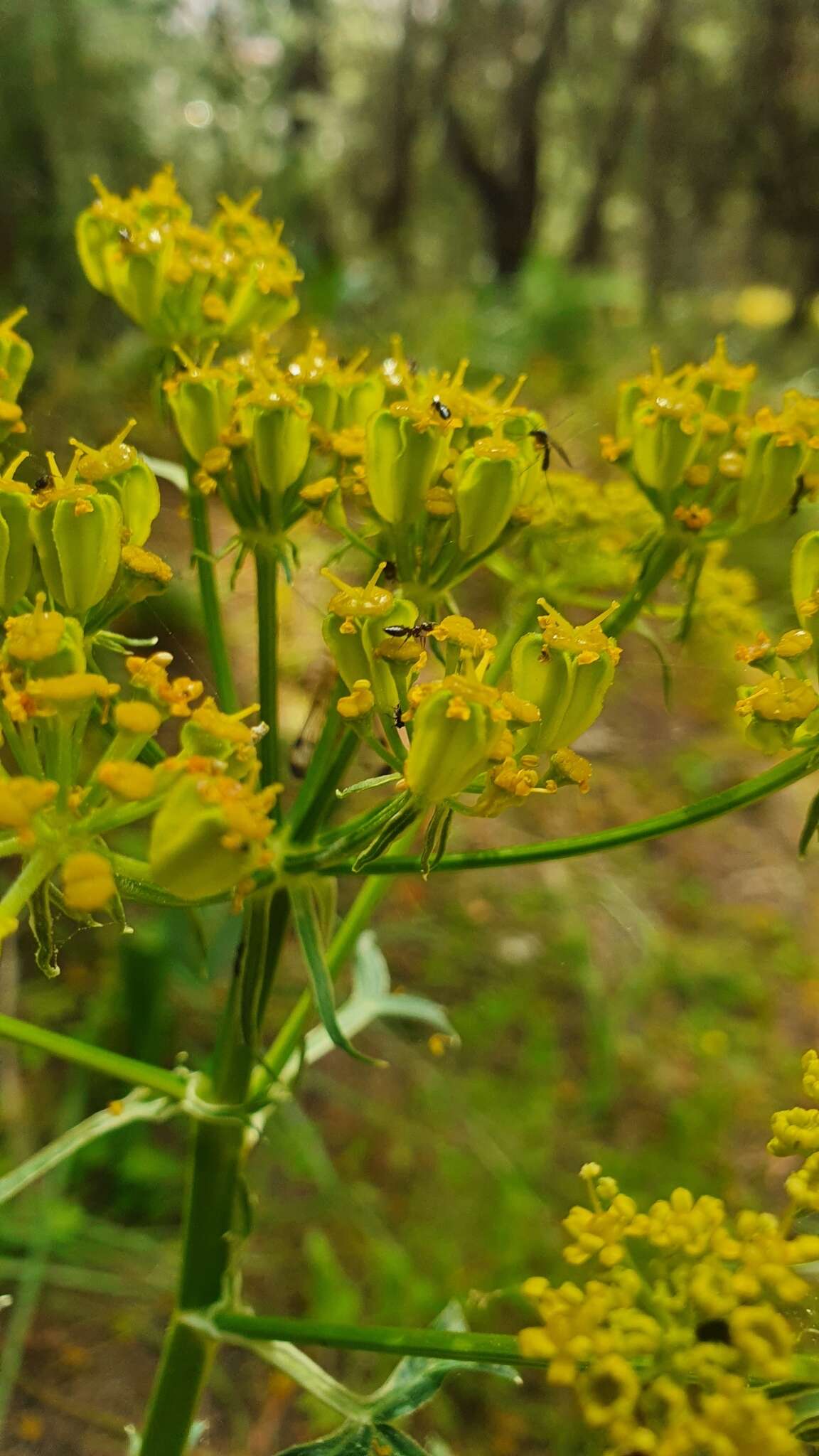 Imagem de Heptaptera colladonioides Margot & Reuter