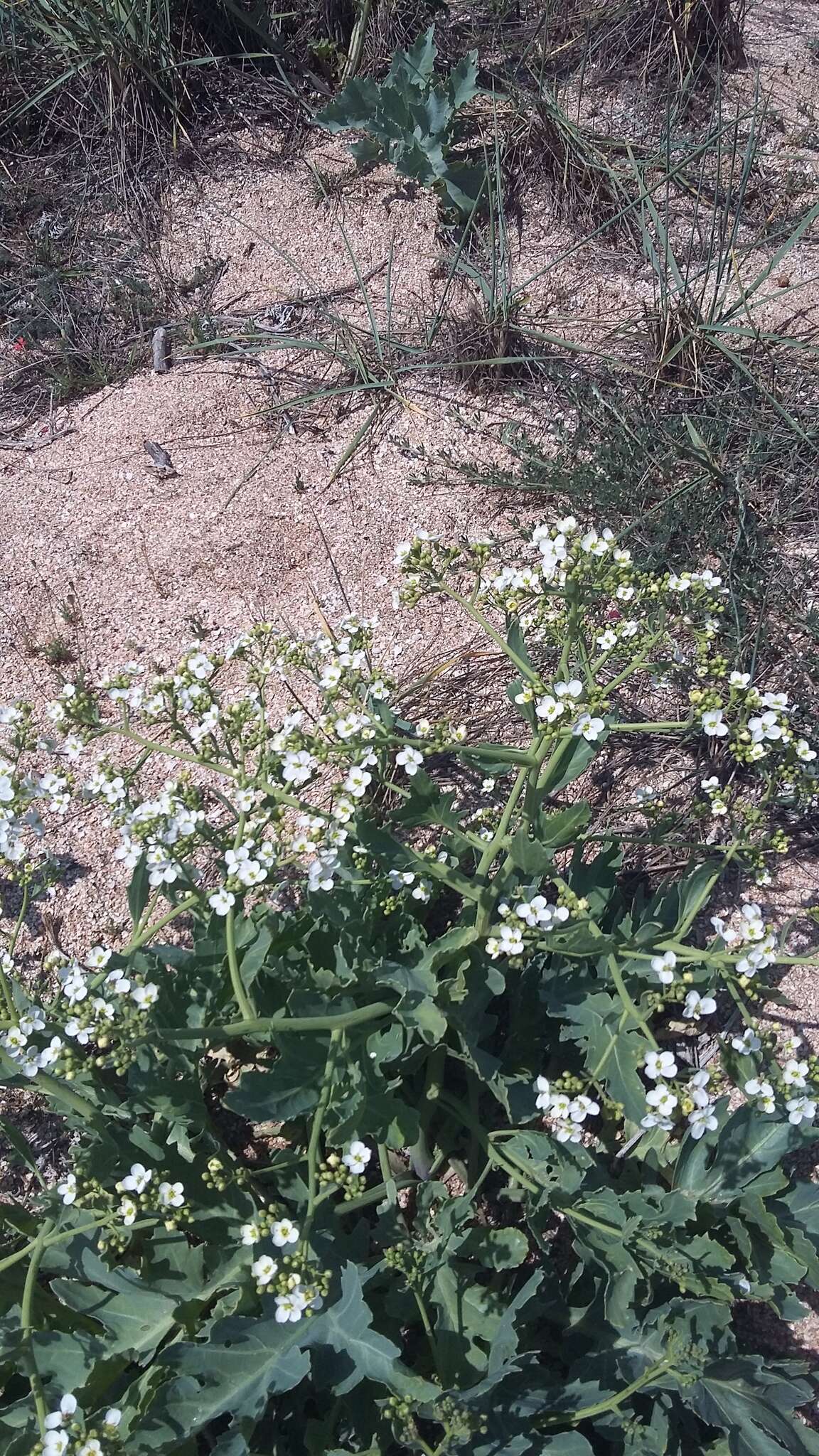 Image of Crambe tataria Sebeók