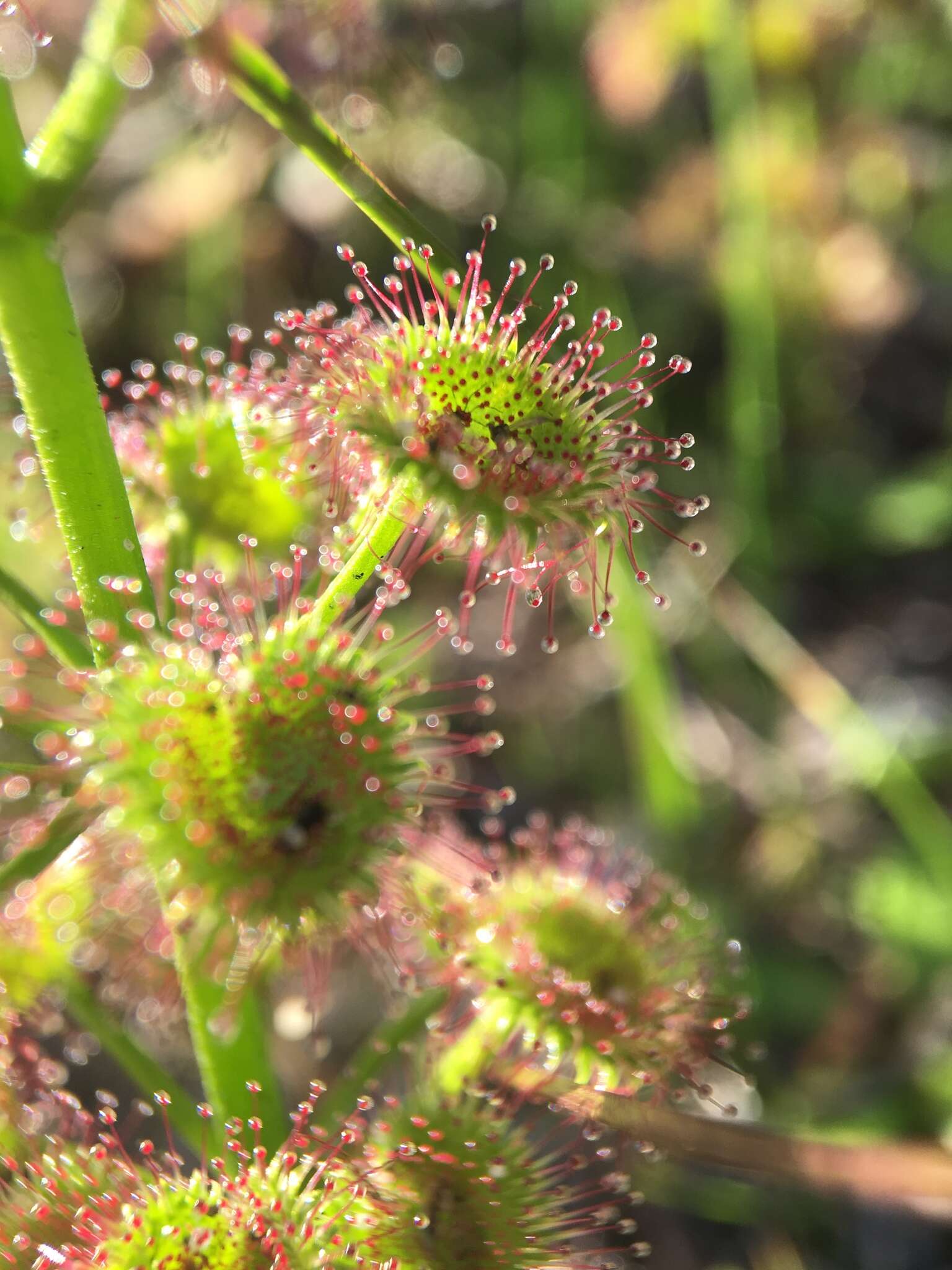 Image de Drosera stolonifera subsp. porrecta (Lehm.) N. Marchant & Lowrie