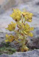 Image of Saxifraga kotschyi Boiss.