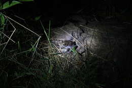 Image of Goudot's Bright-eyed Frog