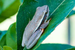 Image of Arum lily frog