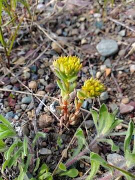 Image de Sedum lanceolatum subsp. lanceolatum