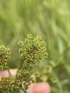 Image of Small-Leaf Angelica