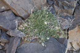 Image of King's sandwort