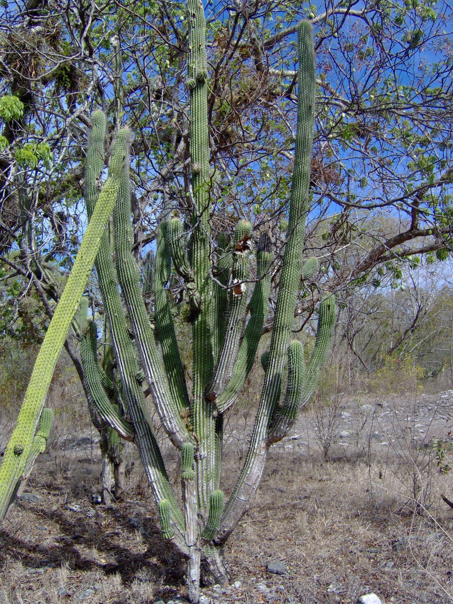 Neobuxbaumia scoparia (Polseg.) Backeb.的圖片