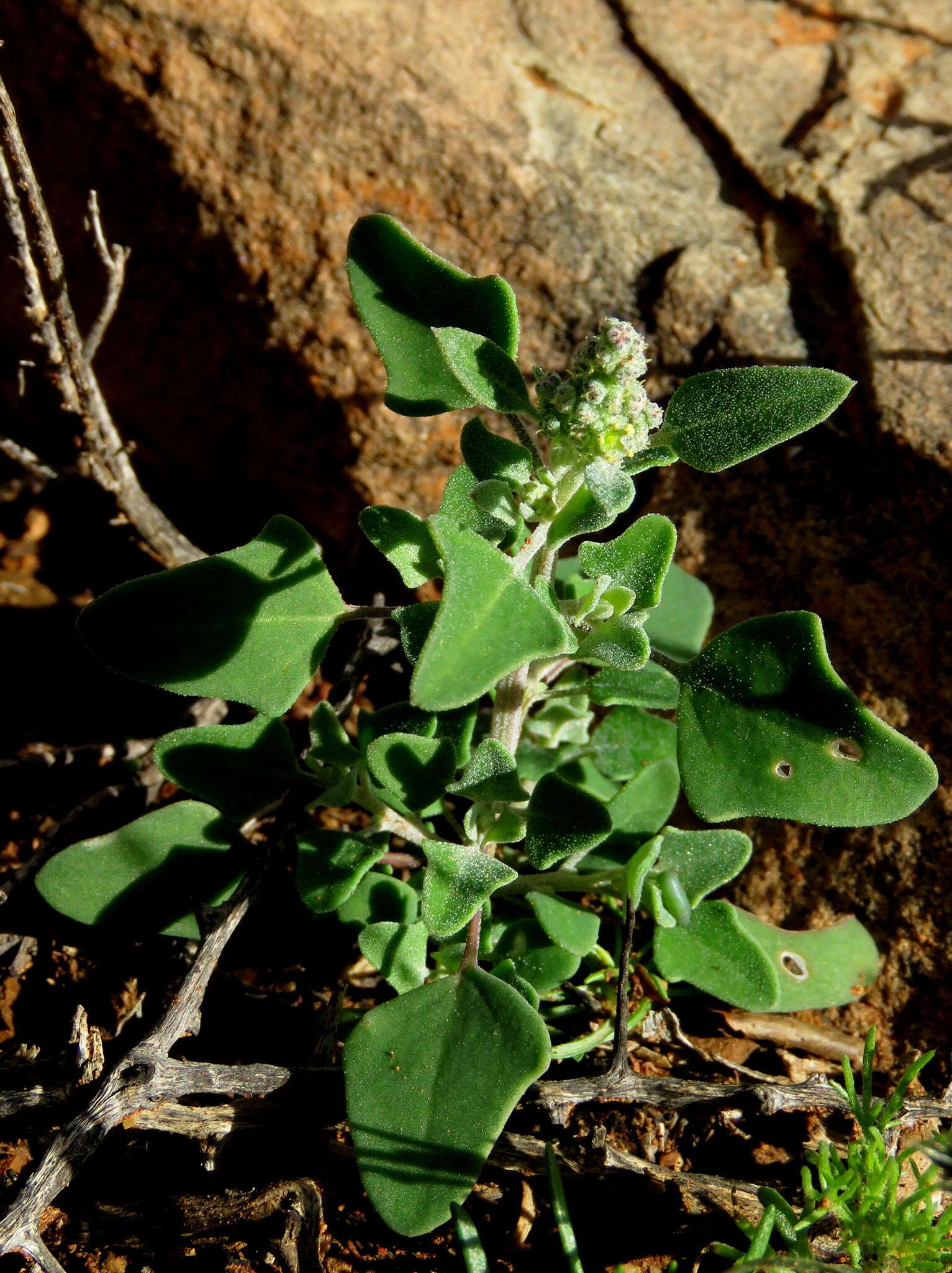 Sivun Chenopodium phillipsianum Aell. kuva