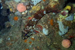 Image of thornfishes