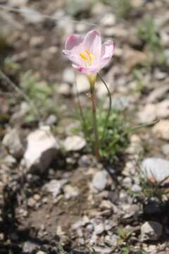 Imagem de Habranthus chichimeca (T. M. Howard & S. Ogden) Flagg, G. Lom. Sm. & Meerow