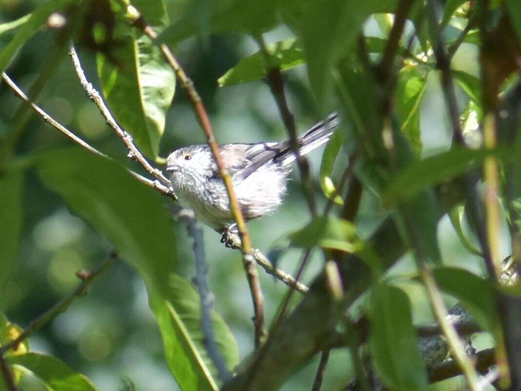 صورة Aegithalos caudatus rosaceus Mathews 1938