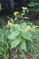 Image of Senecio nemorensis subsp. jacquinianus (Rchb.) Celak.