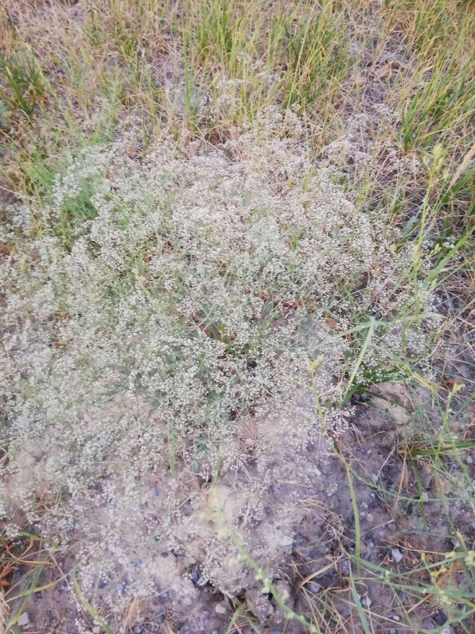 Imagem de Gypsophila paniculata L.