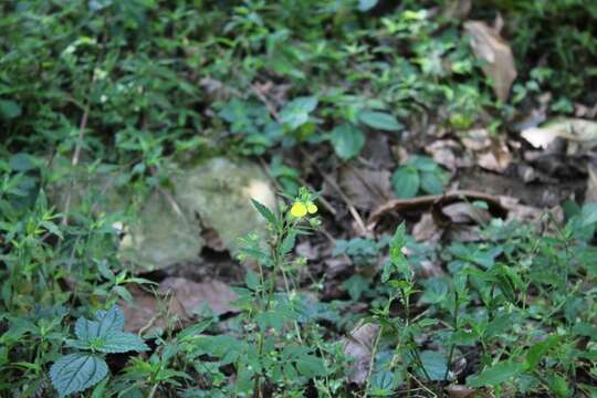 Image of Calceolaria mexicana Benth.