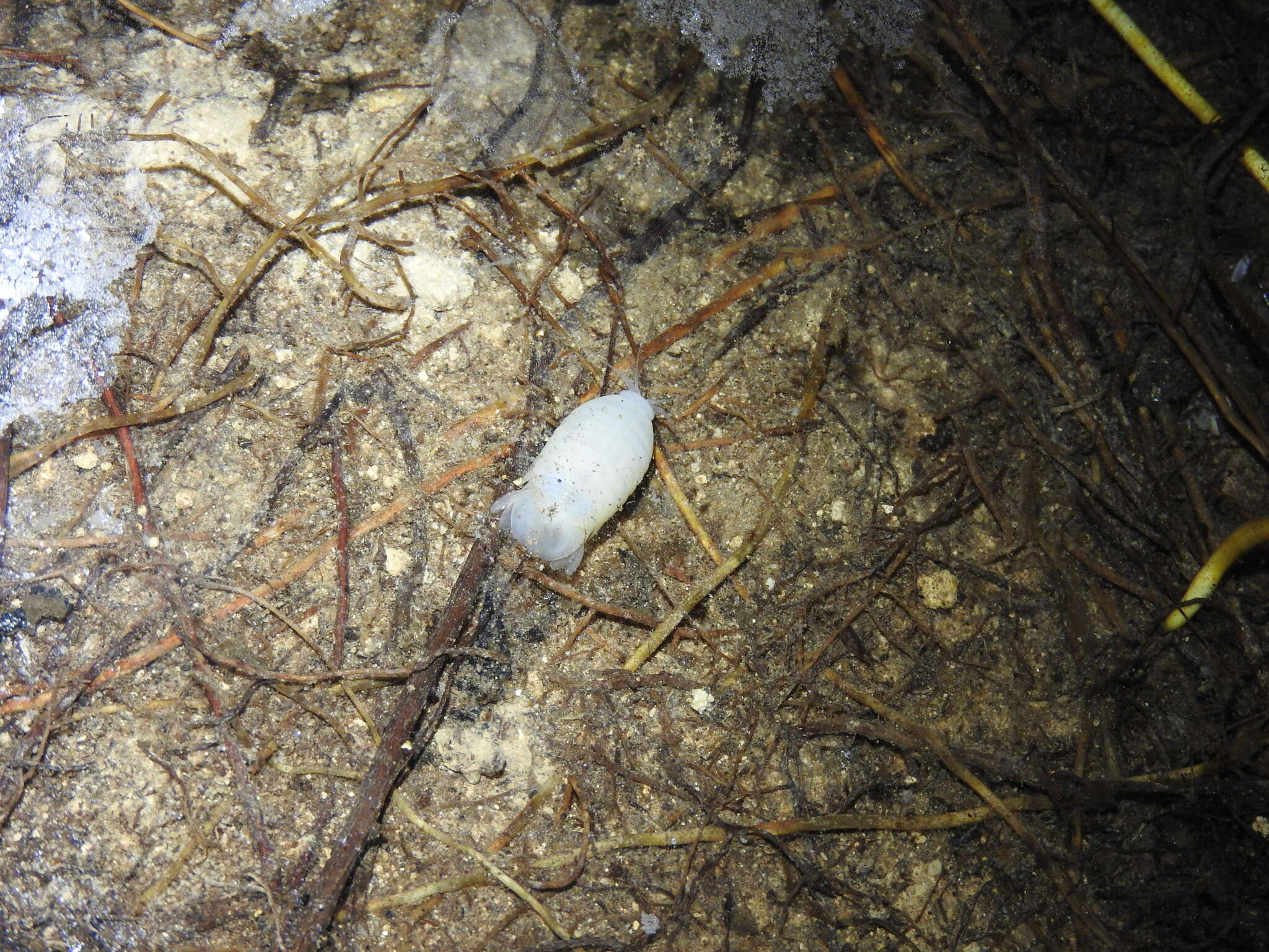 Image of Isla Santa Cruz Spiny Lizard