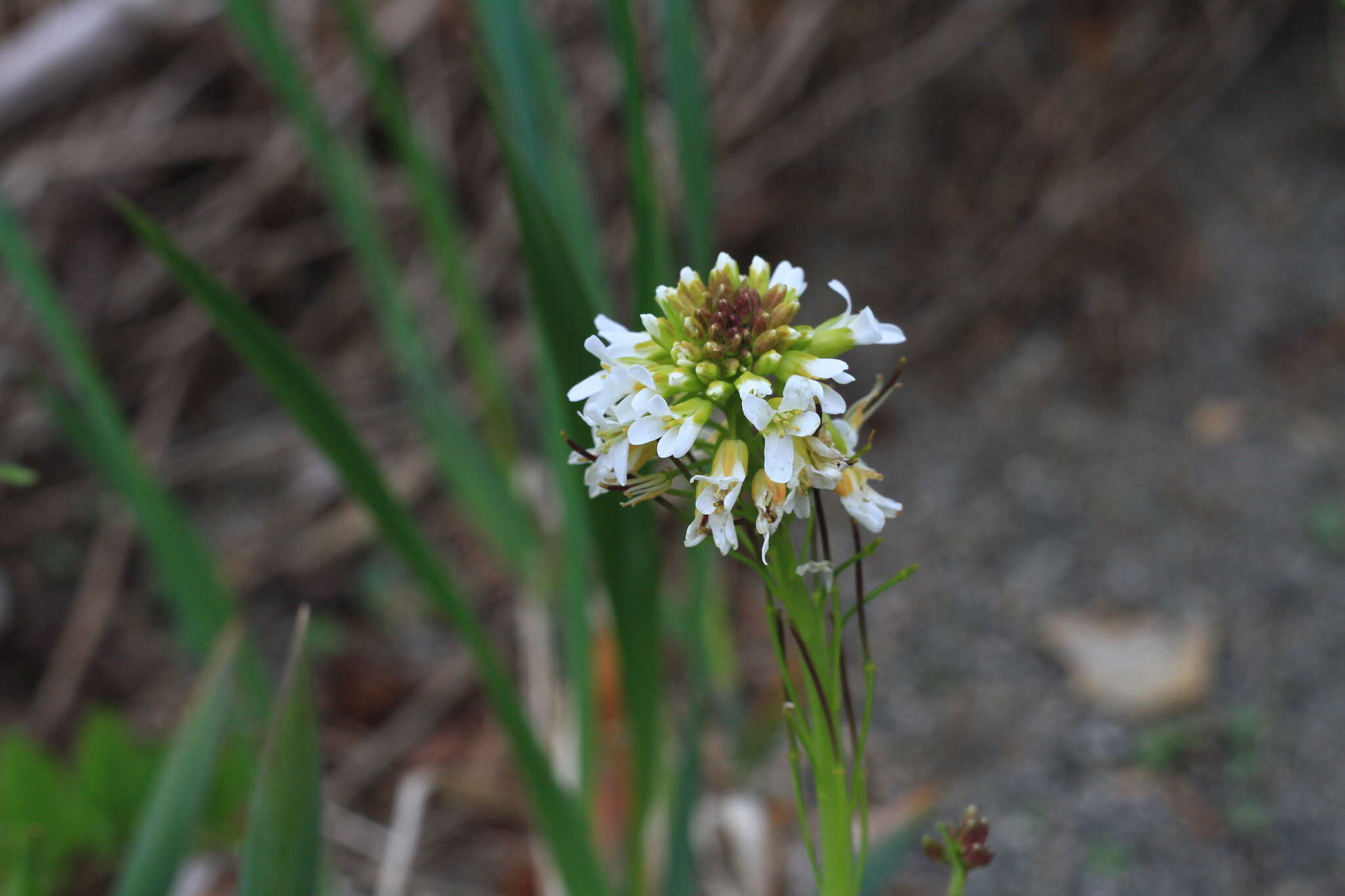 Image of Arabis stelleri DC.