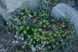 Euphorbia portlandica L. resmi