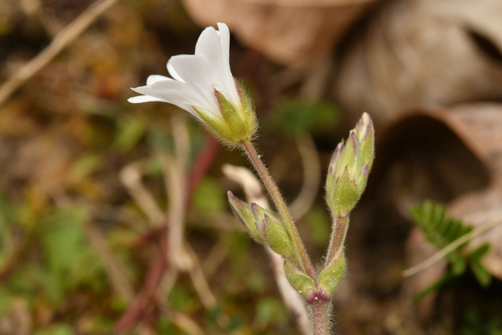 Слика од Cerastium arvense subsp. arvense