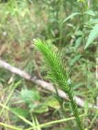 Image of southern bog clubmoss