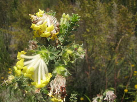 Image of Gnidia anthylloides (L. fil.) Gilg