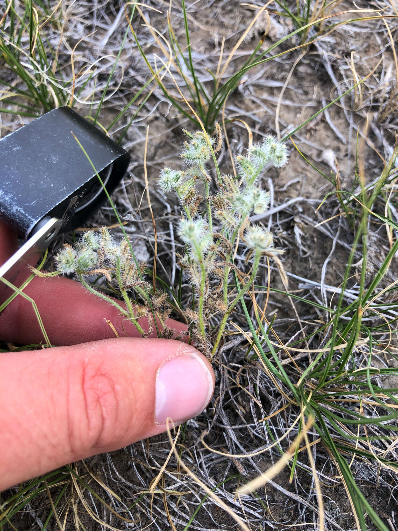 Image of sanddune cryptantha