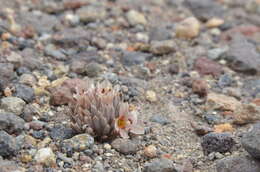 Image of Lenzia chamaepitys Phil.