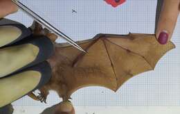Image of Dagger-toothed Long-nosed Fruit Bat