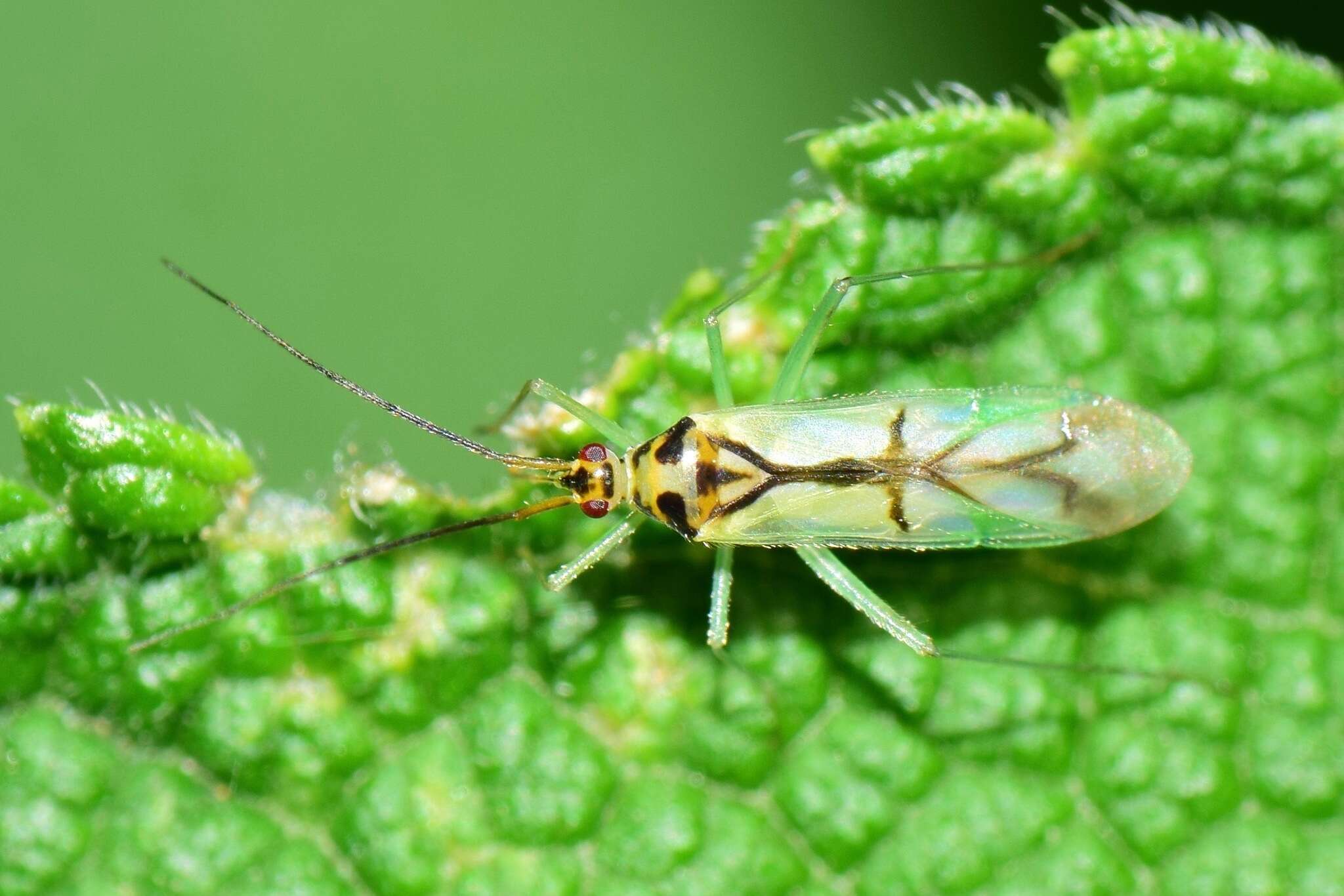 صورة Paraproba fasciolata Reuter 1908