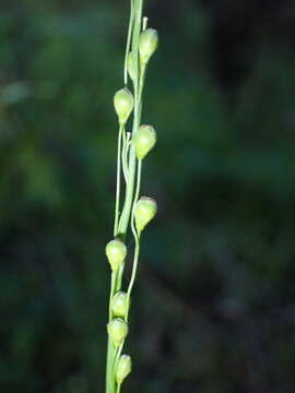 Image of slender rosette grass