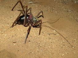 Image of Long-legged Armoured Katydid