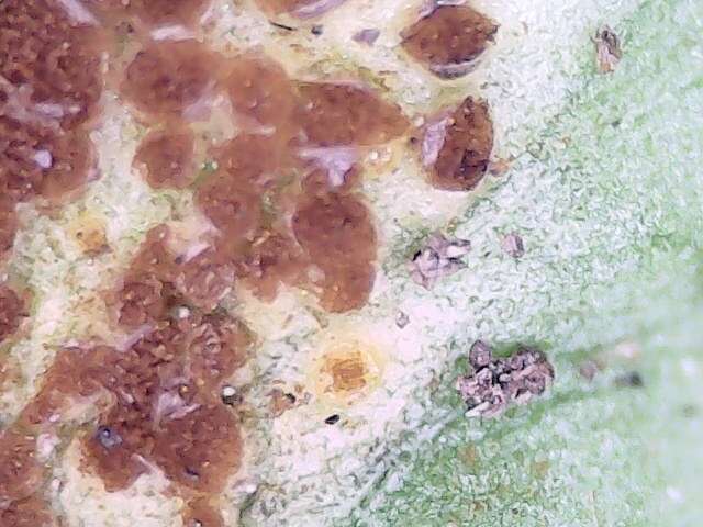 Imagem de Puccinia orbicula Peck & Clinton 1878