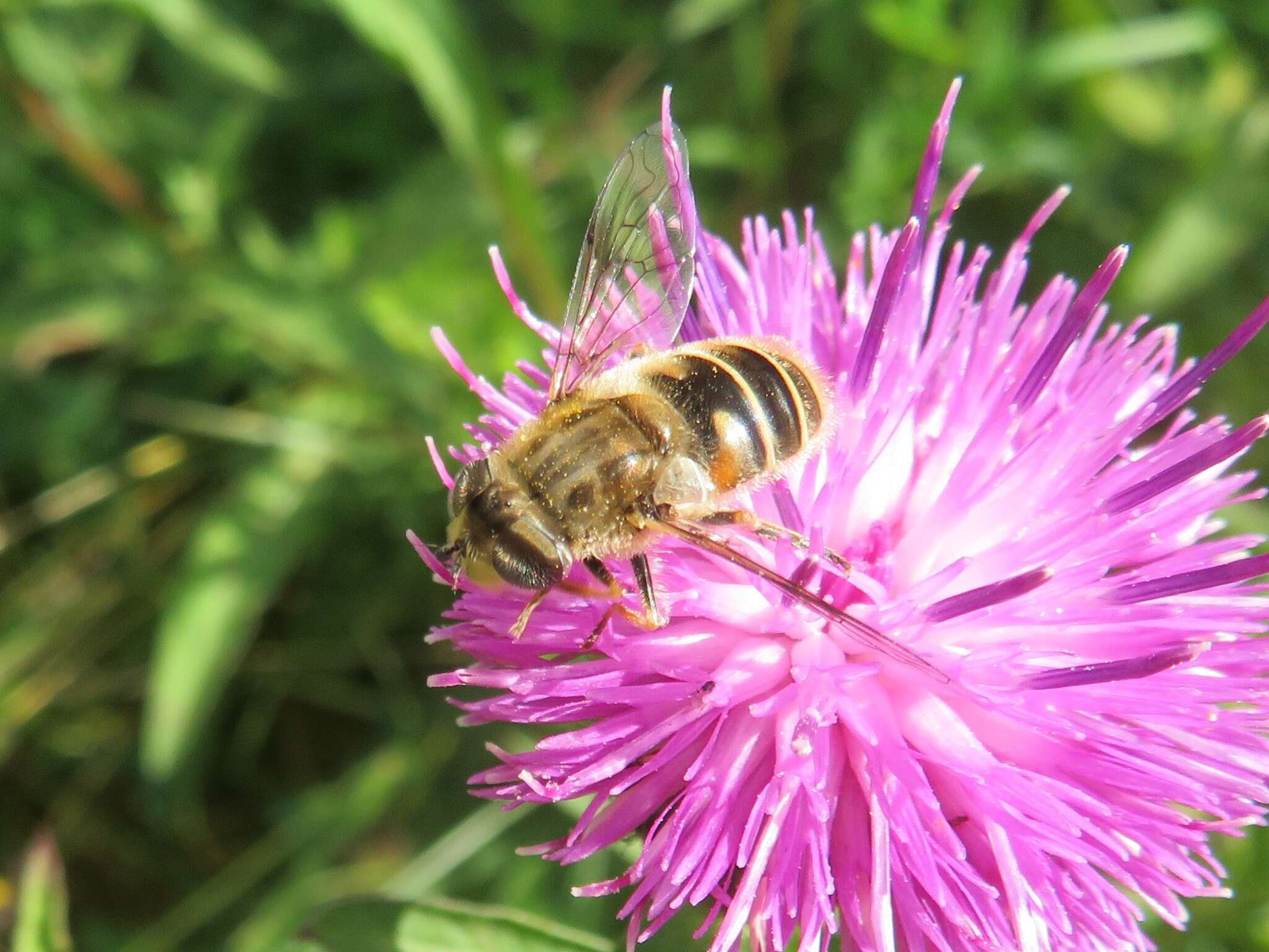 Image of Eristalis abusivus Collin 1931