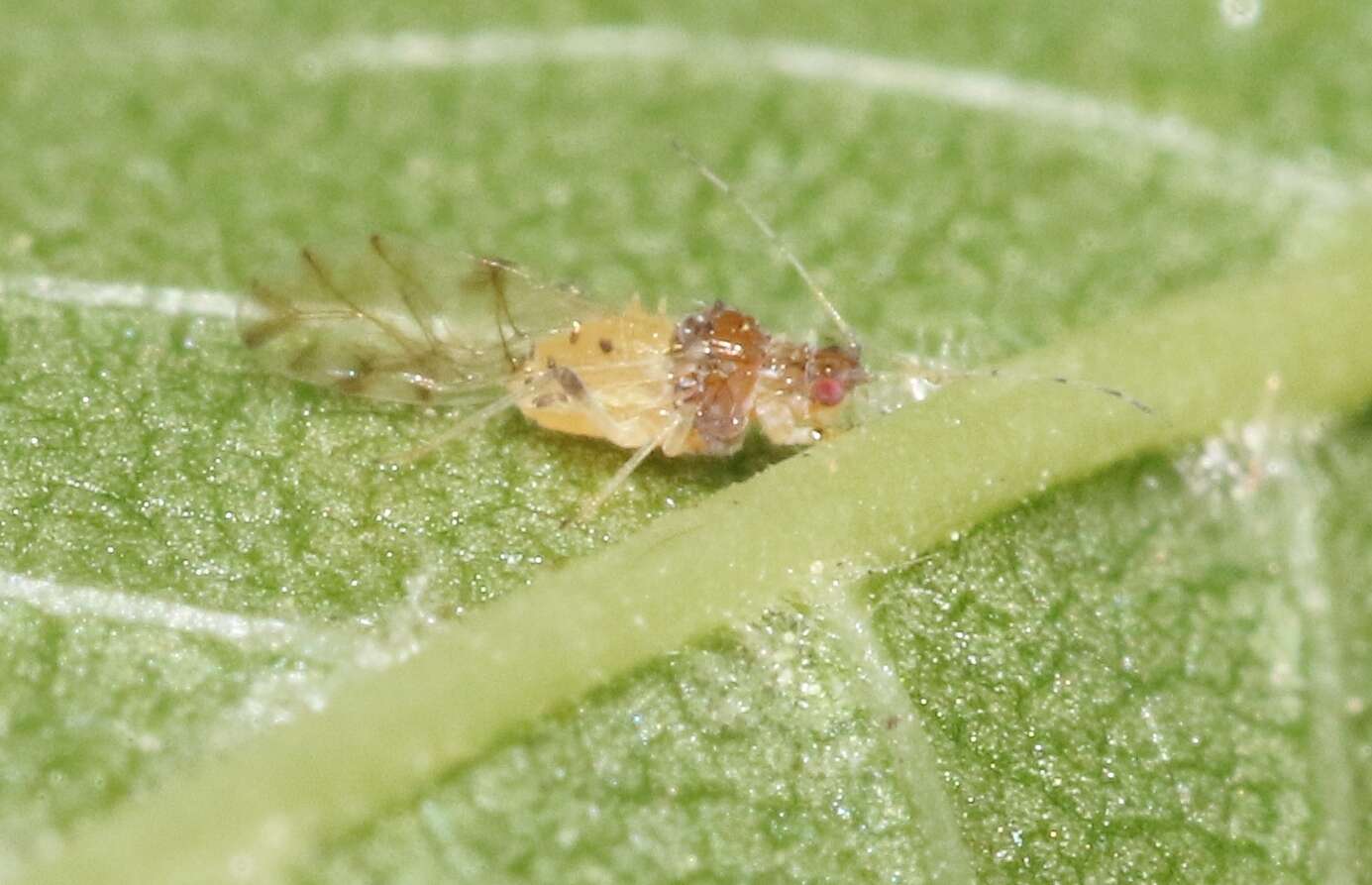 Image of Aphid