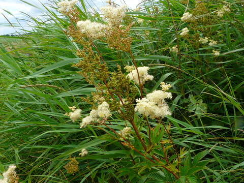 Plancia ëd Filipendula ulmaria (L.) Maxim.