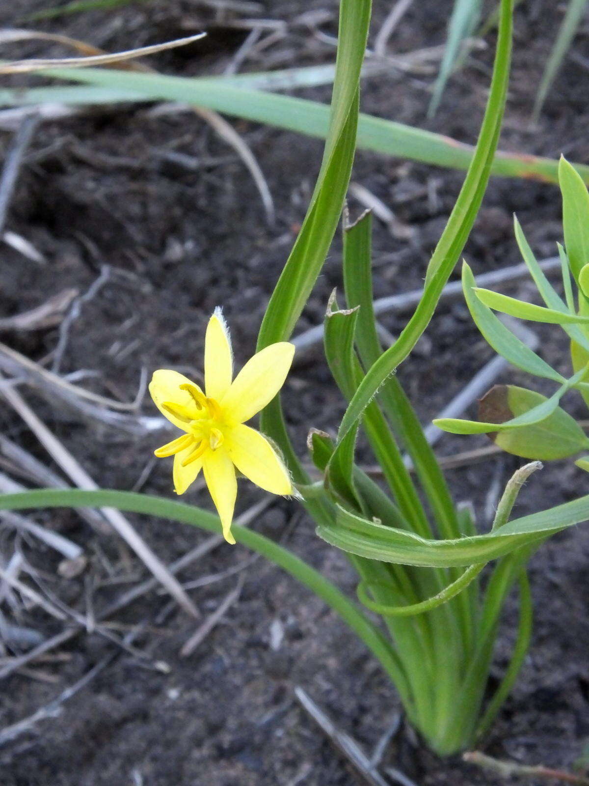 Image of Hypoxis longifolia Baker