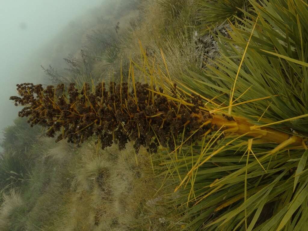 Image of Aciphylla aurea W. R. B. Oliv.