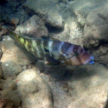 Image of Graphic tuskfish