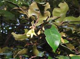 Image of Elaeagnus loureiroi Champ. ex Benth.