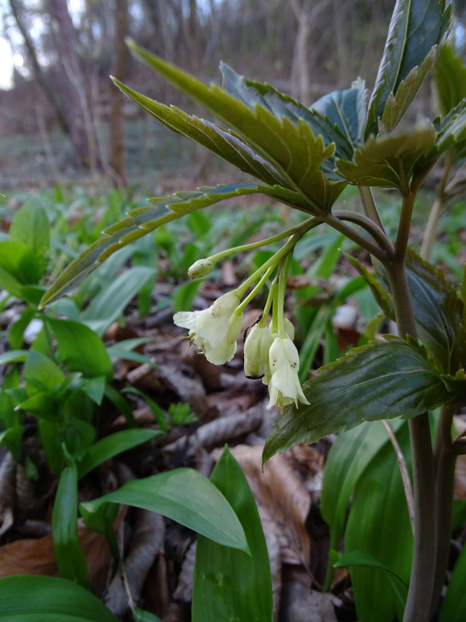 Image of Cardamine enneaphyllos (L.) Crantz