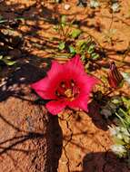 Image of Romulea monadelpha (Sweet ex Steud.) Baker