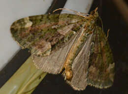 Image of red-green carpet