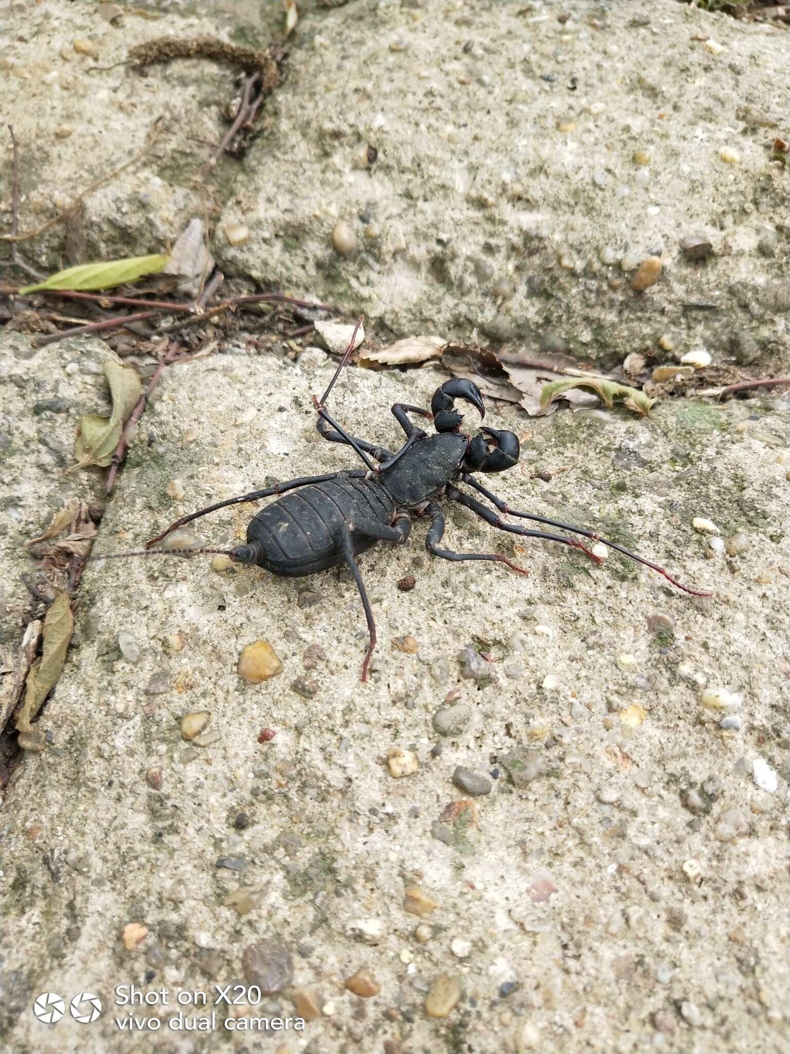 Image of Typopeltis sinensis (Butler 1872)