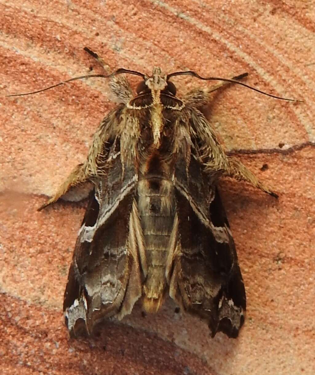 Image de Callopistria floridensis Guenée 1852